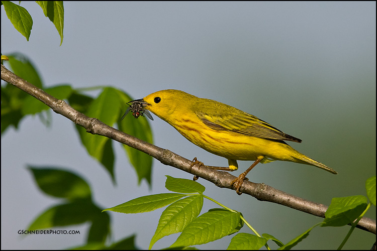 Yellow Warbler catching housefly