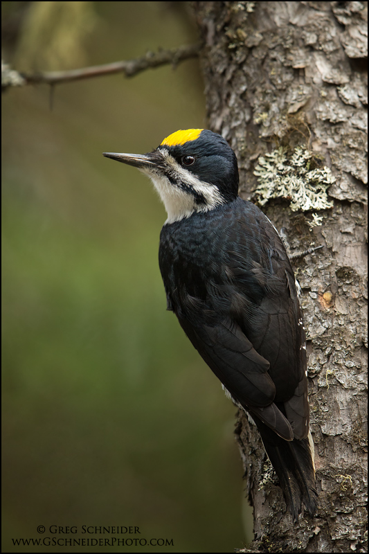 Photo :: Black-backed Woodpecker male look back