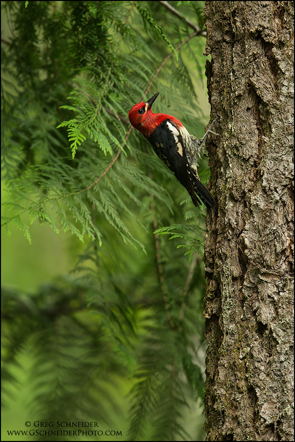 Red-breasted Sapsucker in Habitat