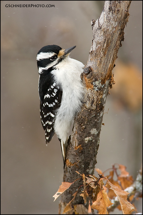 Hairy Woodpecker female