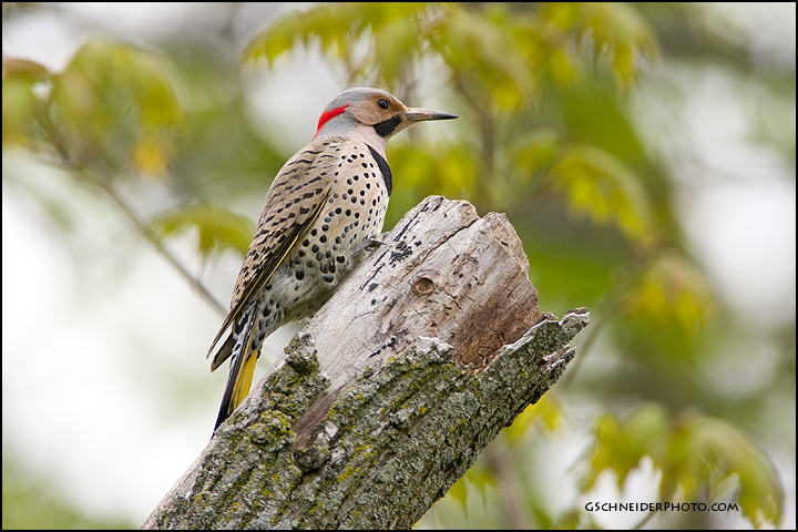 Northern Flicker