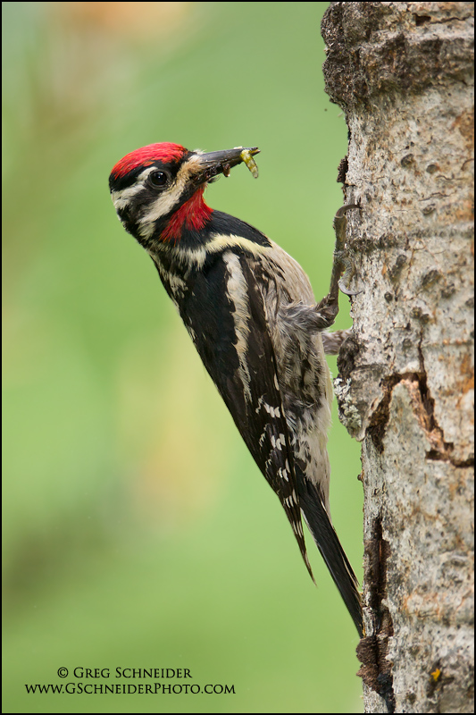 Photo :: YellowBellied Sapsucker with food Photo :: YellowBellied Sapsucker with food