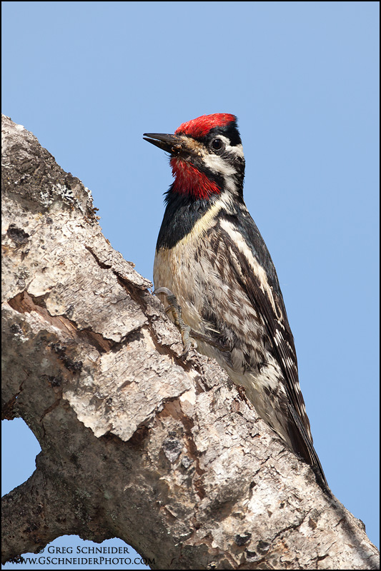 Yellow-Bellied Sapsucker (male)