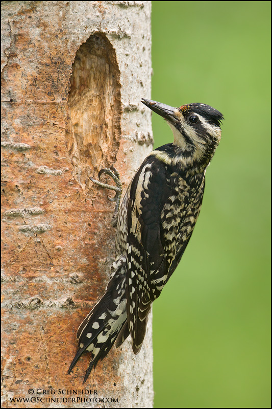 Yellow-bellied Sapsucker (female) at nest