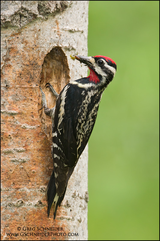 Yellow-Bellied Sapsucker at nest with food