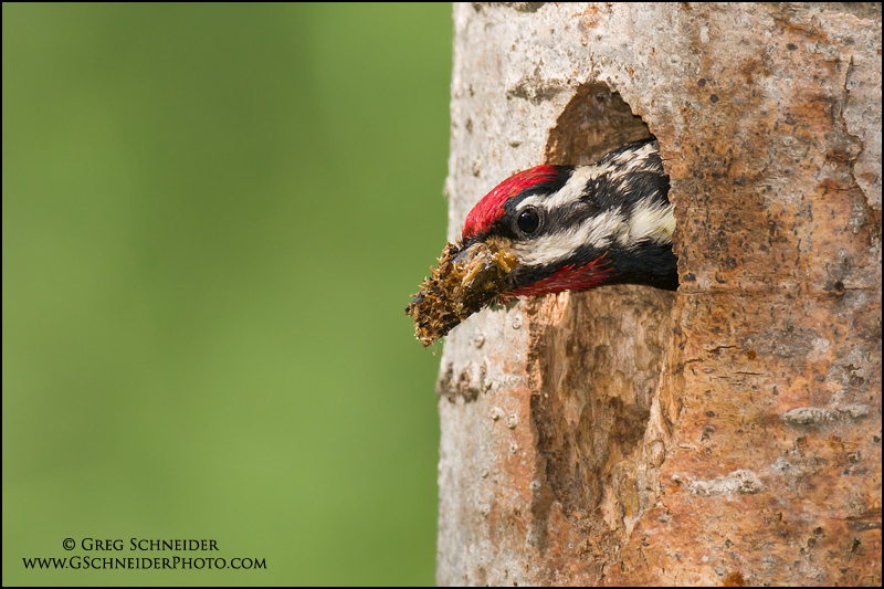 Yellow-bellied Sapsucker excavating nest cavity
