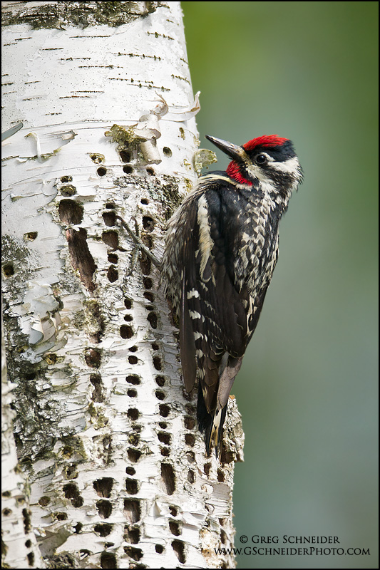 Male Yellow-bellied Sapsucker at its wells Male Yellow-bellied Sapsucker at its wells