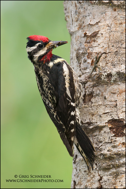 Photo Yellowbellied Sapsucker (male)