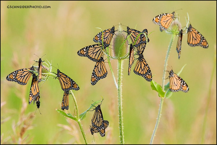 Monarch butterflies roosting