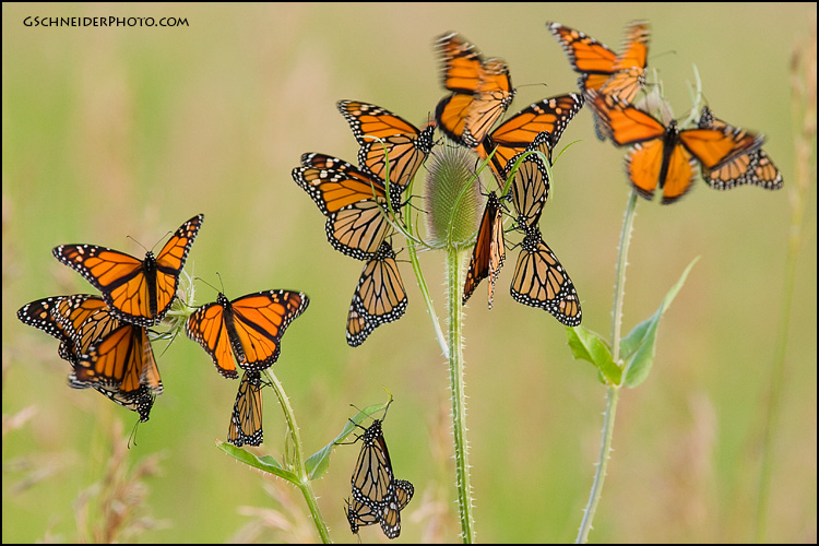 Monarch butterflies roosting