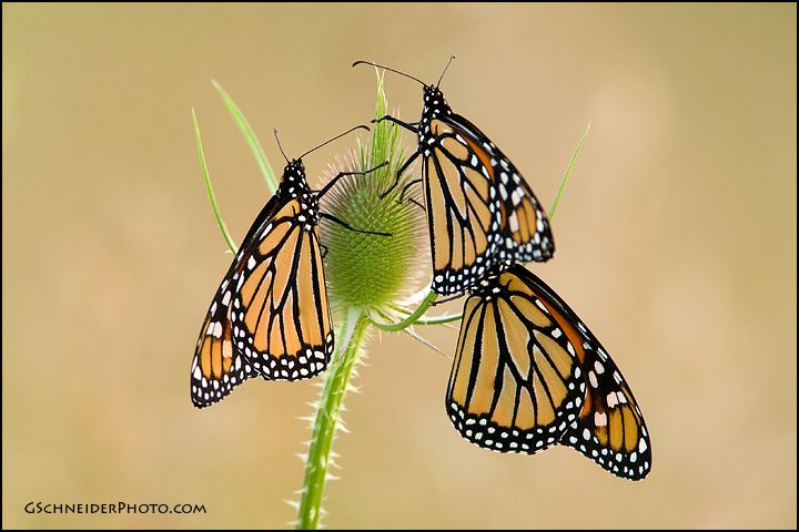 Monarch butterflies