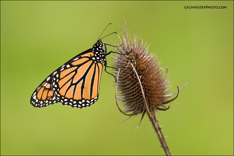 Monarch Butterfly