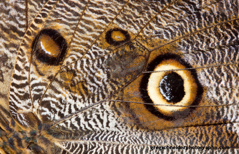 Owl butterfly wing texture