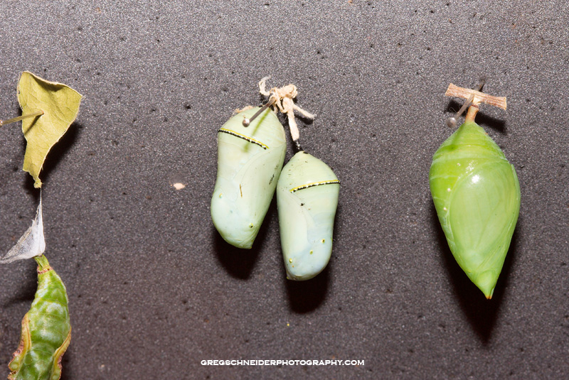 Unhatched butterfly eggs