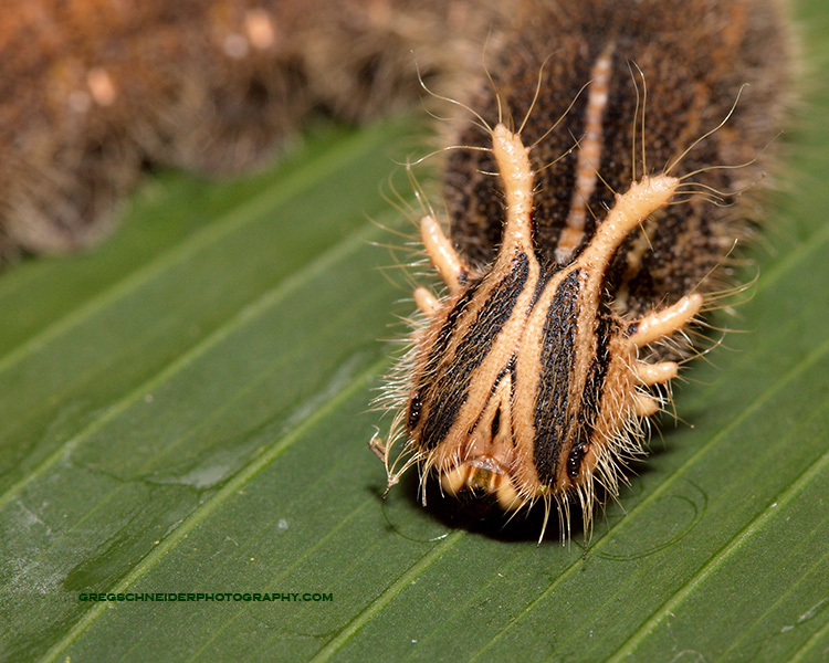 Owl butterfly caterpillar