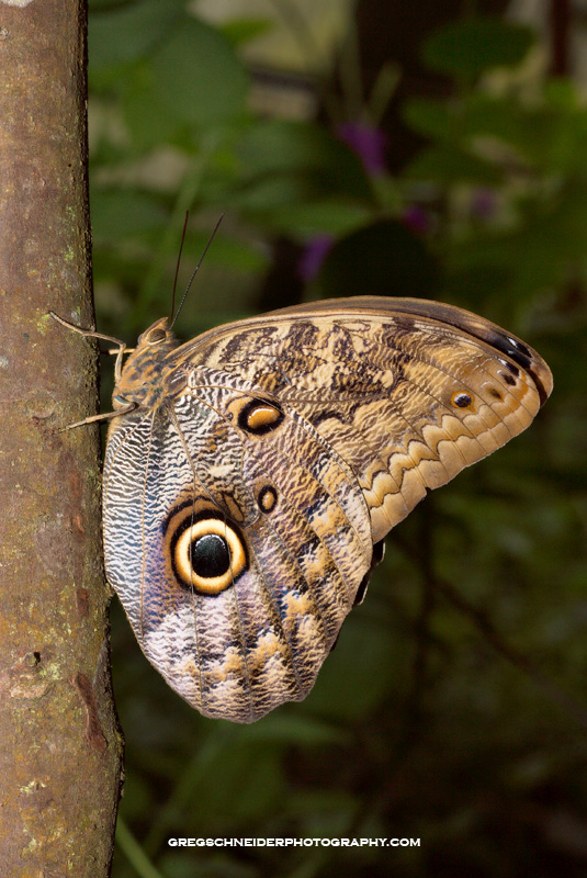 Owl butterfly