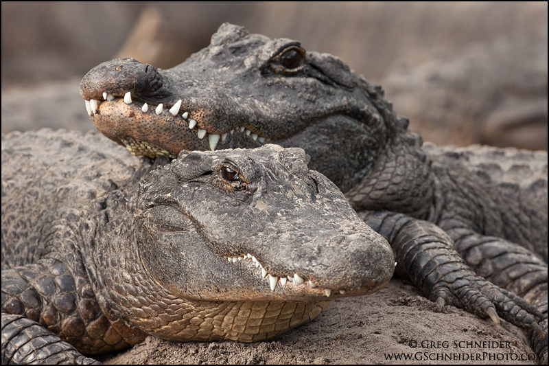 Photo American Alligators resting