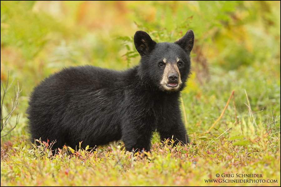Black Bear cub eating blueberries