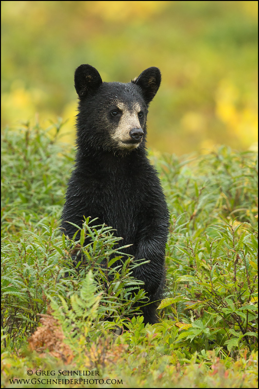 Black Bear cub standing in a blueberry field