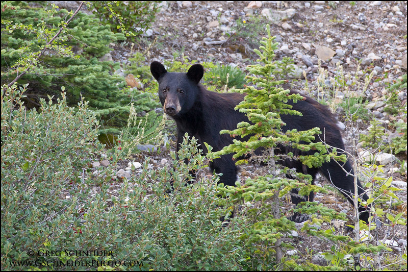 in Banff National Park,