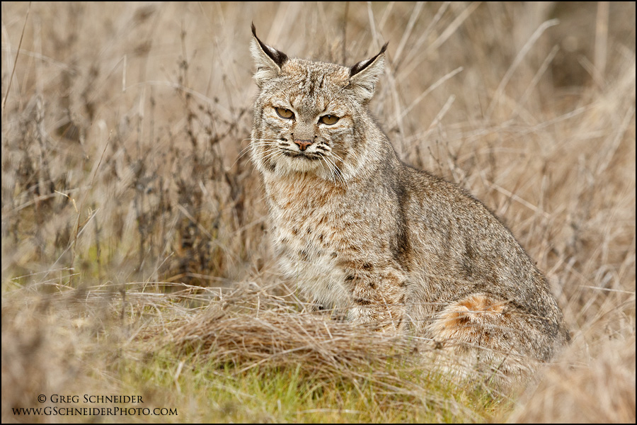 Bobcat resting in grasses