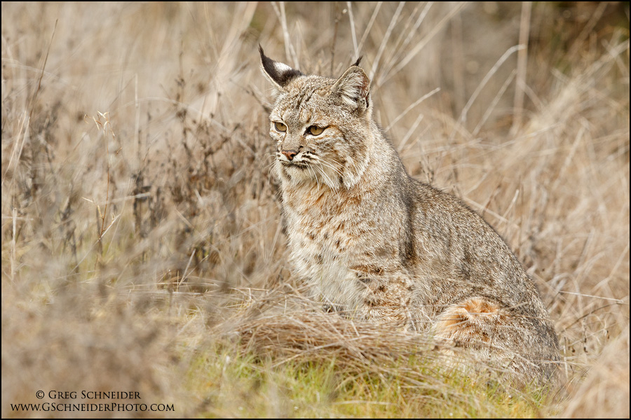 Adult Bobcat resting in grasses