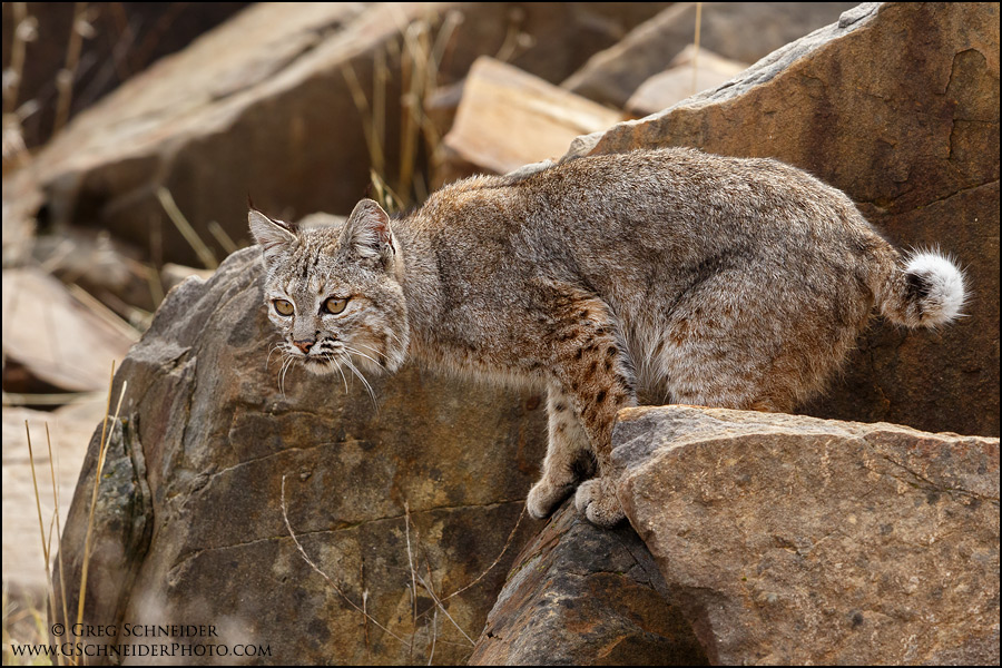 Bobcat stalking on rocks