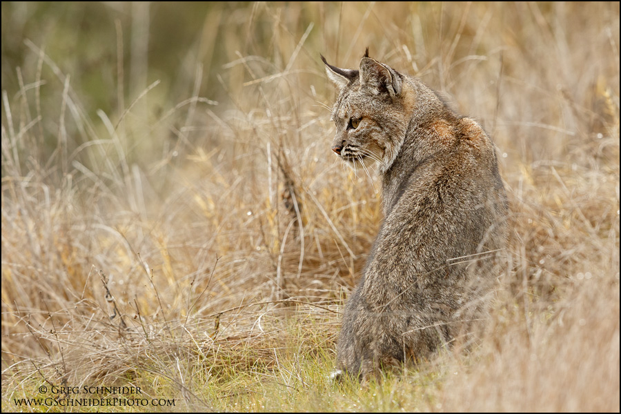 Bobcat scanning meadow