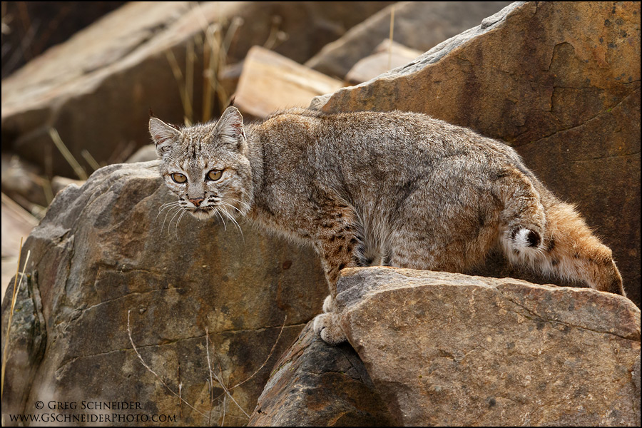 Bobcat on rocks