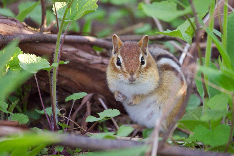 Eastern Chipmunk in hiding