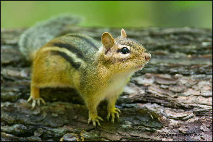 Eastern Chipmunk on log (2251)