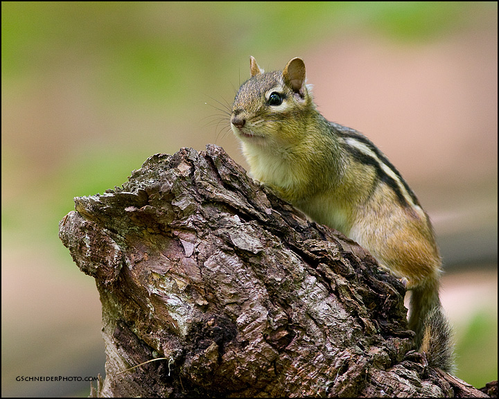Eastern Chipmunk (2262)