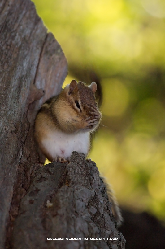 Chipmunk with an itch