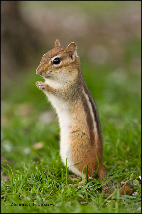 Eastern Chipmunk alert pose
