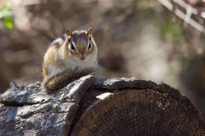 Eastern chipmunk sunning itself