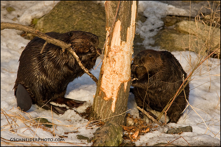 beaver-2054.jpg?m=1419979388