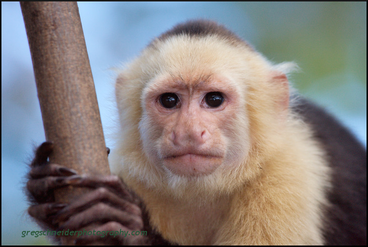 White-Faced Capuchin monkey