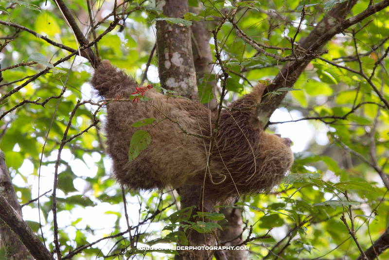 Sloth climbing