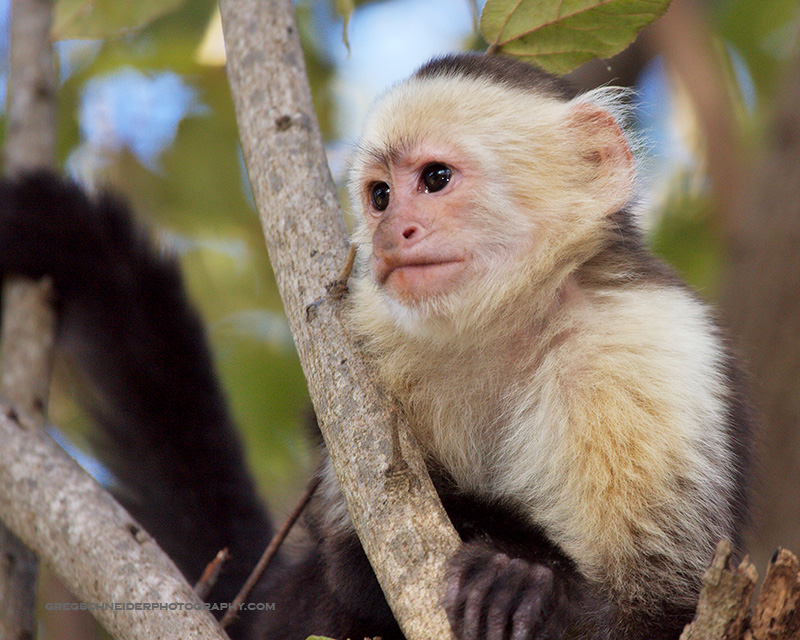 White-Faced Capuchin monkey looking