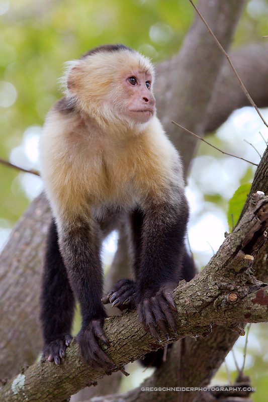 White-Faced Capuchin monkey