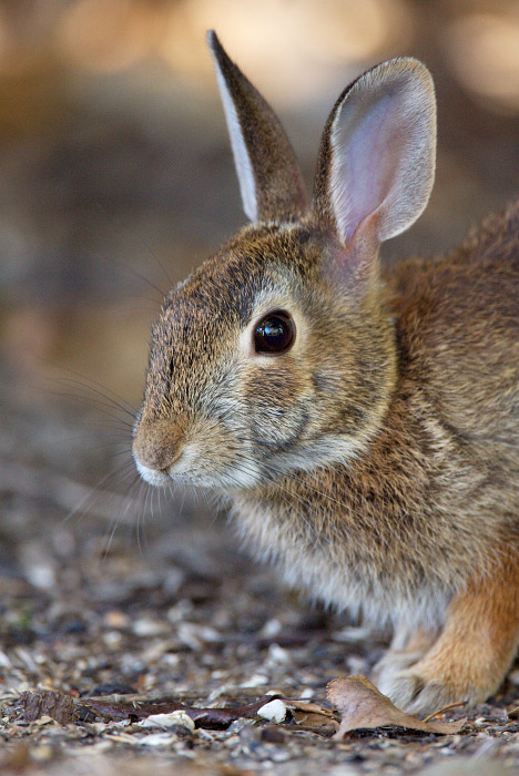 Eastern Cottontail Rabbit portrait