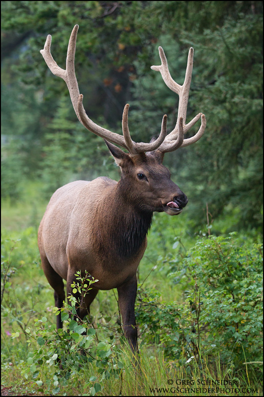 Bull Elk licking his lips