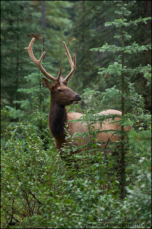 Young Bull Elk