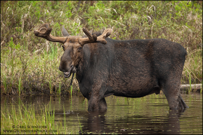 Adult Moose 104