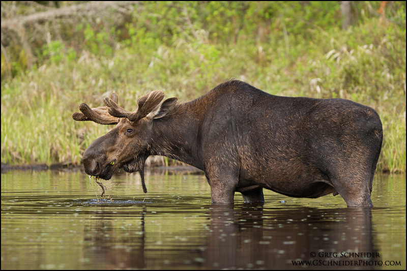 Bull moose in a beaver pond
