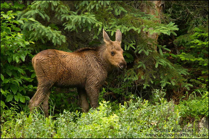 Photo Young Moose calf in northern forest