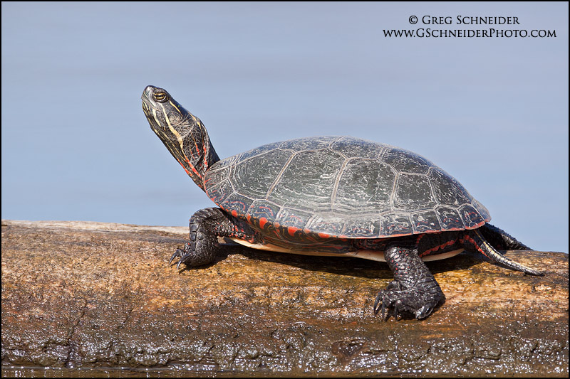 Painted Turtle resting on log