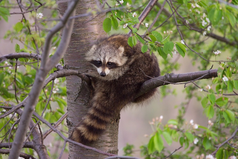 Raccoon in blooming tree