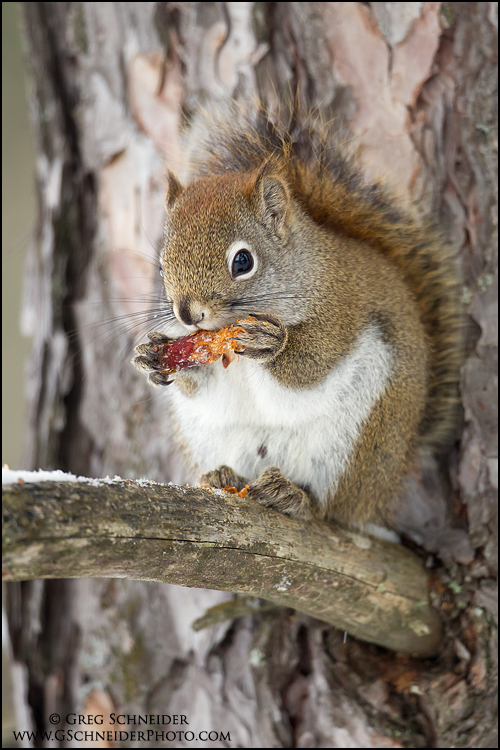 American Red Squirrel eating a nut