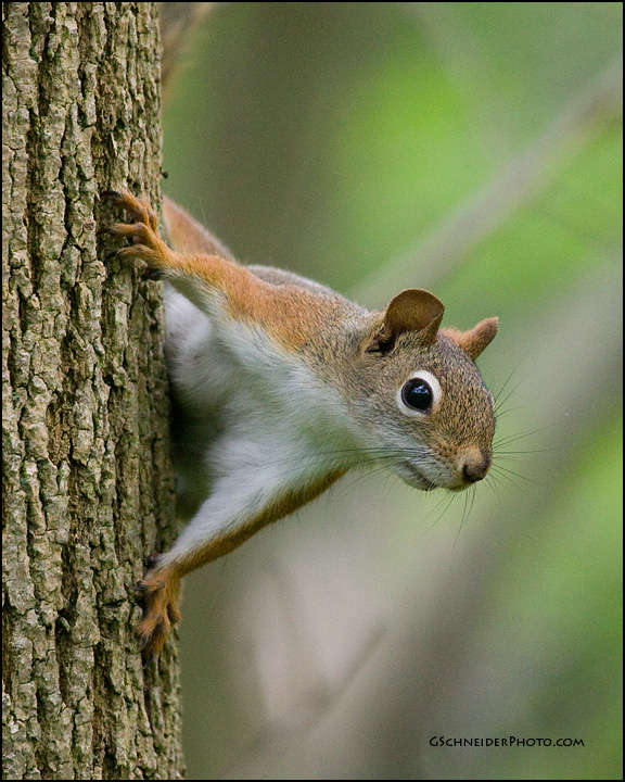 Red Squirrel